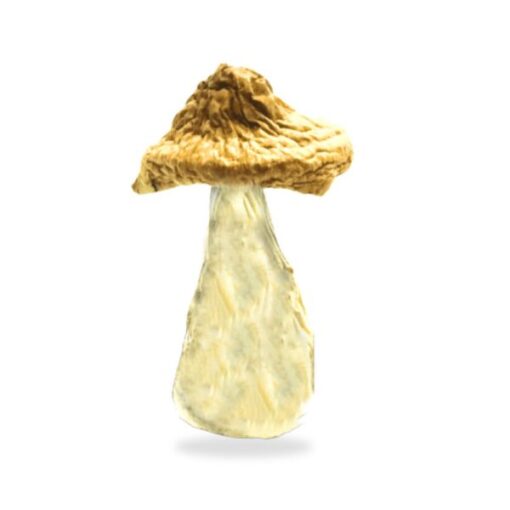 Buy Blue Meanie Mushroom Online in Washington