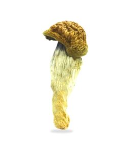 Blue Pulaski Magic Mushrooms