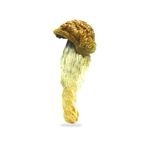 Blue Pulaski Magic Mushrooms