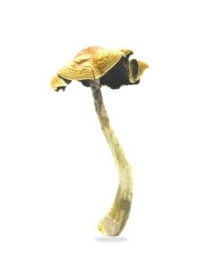 Blue Magnolia Magic Mushrooms