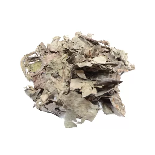 Psychotria Carthagenensis (Amyruca) 250 Grams Dried Leaves Psychotria Carthagenensis (Amyruca) 250 Grams Dried Leaves